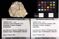 Foto (Objket + Etiketten) von Gastrosacus tuberosiformis (Lorenthey, 1929) 